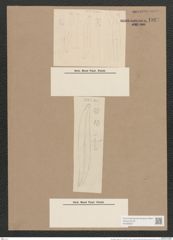 Pleurosigma simile Grun. (de-Toni-Nr.: Genus 13, Species 1068) Zeichnungen Sammlung Grunow Nr. 1927 (NHMW-BOT-W0369057)